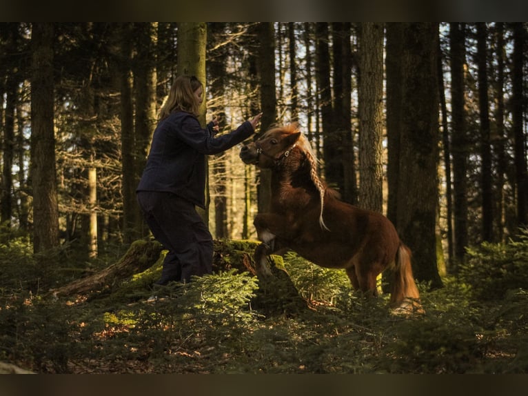 Shetland Mini Giumenta 4 Anni 83 cm Sauro in Murzelen