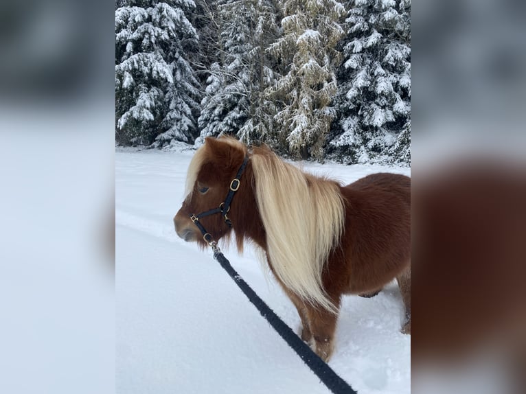 Shetland Mini Giumenta 4 Anni 83 cm Sauro in Murzelen