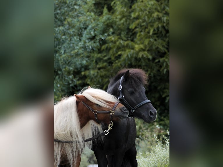 Shetland Mini Giumenta 4 Anni 83 cm Sauro in Murzelen