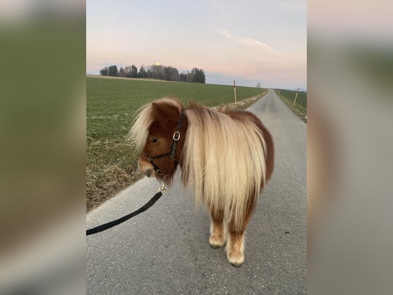 Shetland Mini Giumenta 4 Anni 83 cm Sauro in Murzelen