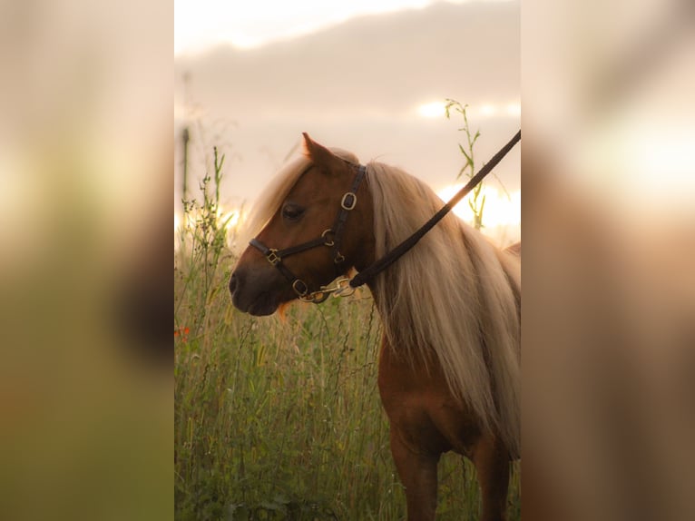 Shetland Mini Giumenta 4 Anni 83 cm Sauro in Murzelen
