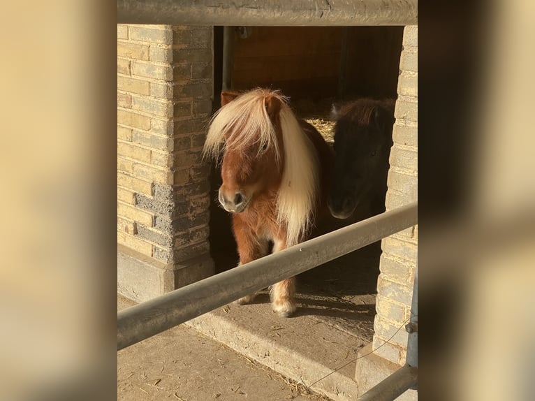 Shetland Mini Giumenta 4 Anni 83 cm Sauro in Murzelen