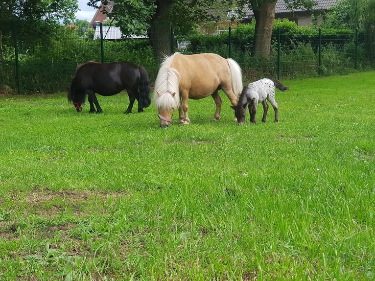 Shetland Mini Giumenta 5 Anni 87 cm Leopard in Gnarrenburg