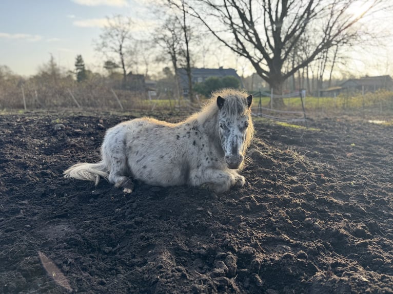 Shetland Mini Giumenta 5 Anni 87 cm Leopard in Gnarrenburg