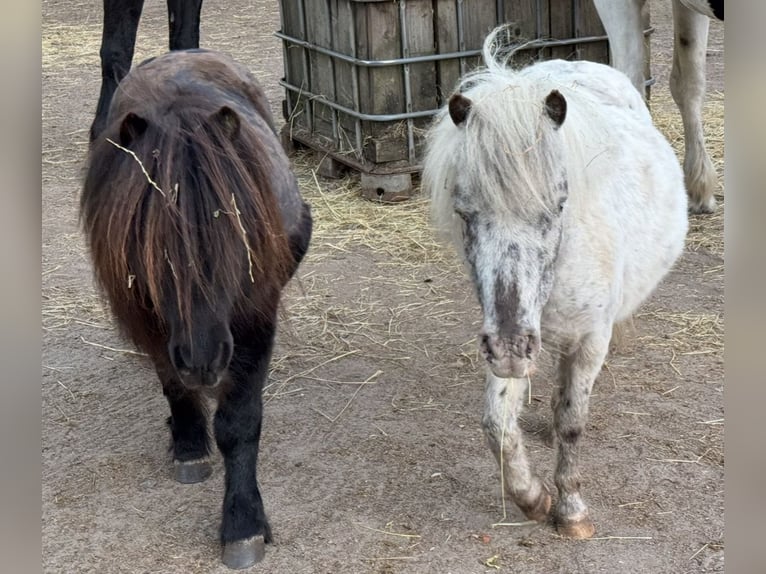 Shetland Mini Giumenta 5 Anni 87 cm Leopard in Gnarrenburg