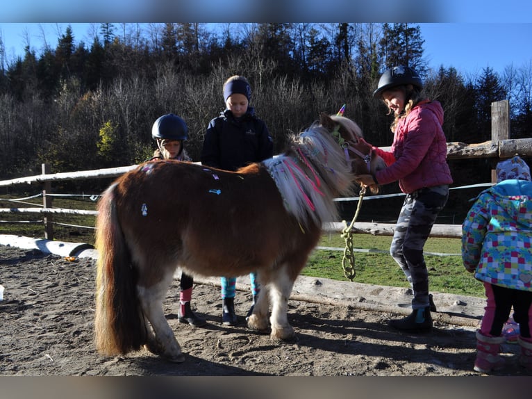 Shetland Mini Giumenta 5 Anni 95 cm Pezzato in Schwoich