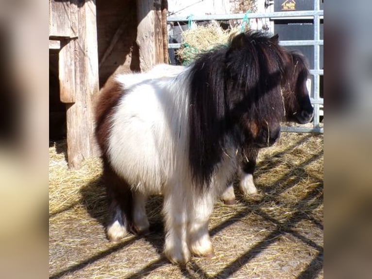 Shetland Mini Giumenta 6 Anni 74 cm Pezzato in Arnbruck