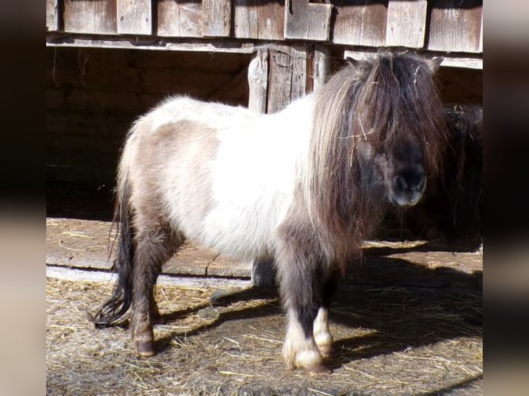Shetland Mini Giumenta 6 Anni 74 cm Pezzato in Arnbruck