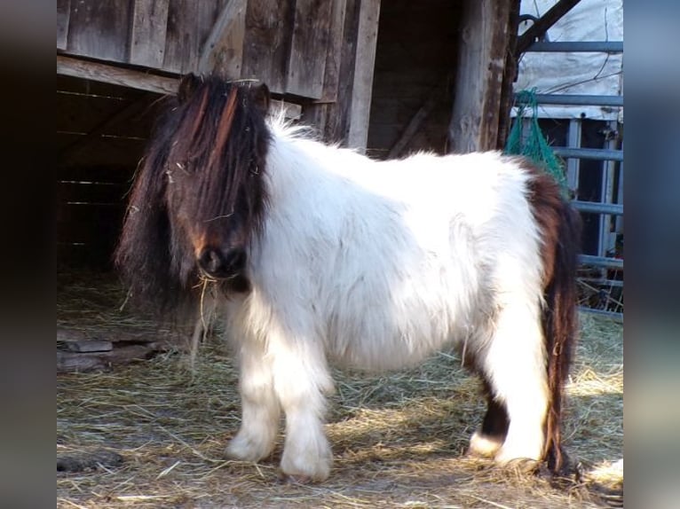 Shetland Mini Giumenta 6 Anni 74 cm Pezzato in Arnbruck