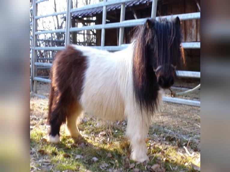Shetland Mini Giumenta 6 Anni 74 cm Pezzato in Arnbruck