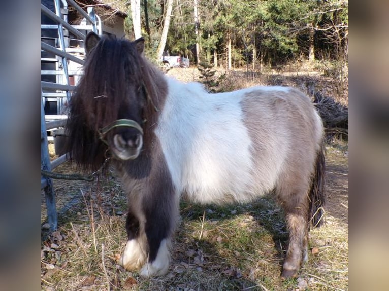 Shetland Mini Giumenta 6 Anni 74 cm Pezzato in Arnbruck