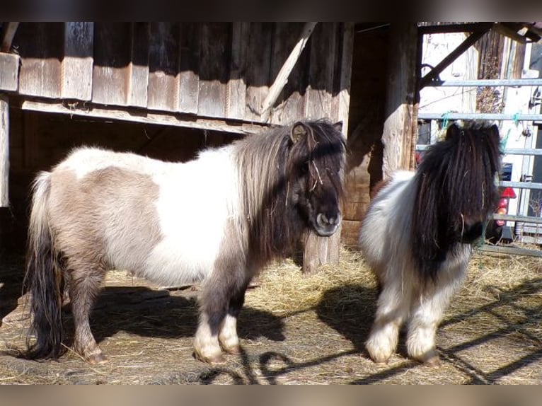 Shetland Mini Giumenta 6 Anni 74 cm Pezzato in Arnbruck