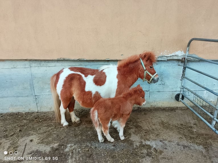 Shetland Mini Giumenta 7 Anni 80 cm Pezzato in Unterschneidheim