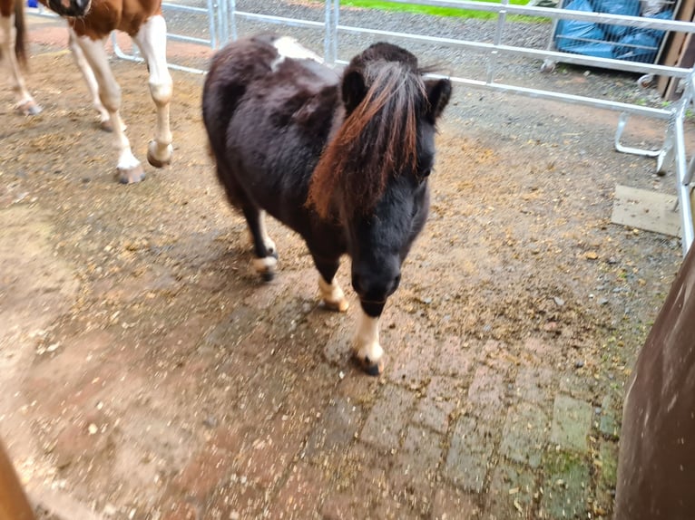 Shetland Mini Giumenta 7 Anni 85 cm Pezzato in Twistetal