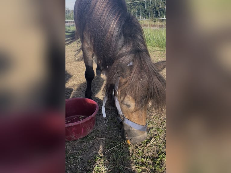 Shetland Mini Giumenta 8 Anni 80 cm Baio in Geiselh&#xF6;ring