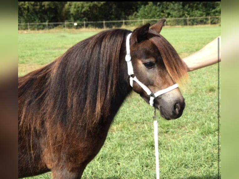 Shetland Mini Giumenta 8 Anni 80 cm Baio in Geiselh&#xF6;ring