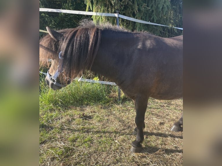 Shetland Mini Giumenta 8 Anni 80 cm Baio in Geiselh&#xF6;ring