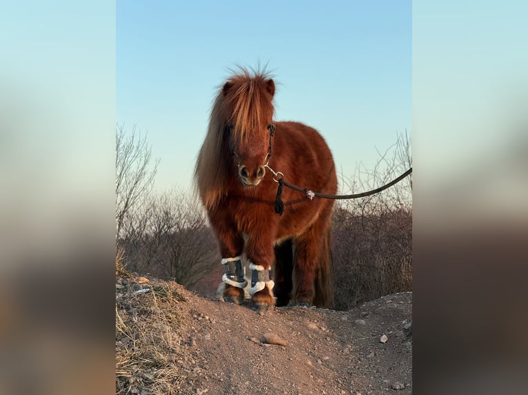 Shetland Mini Giumenta 8 Anni Sauro in Gotha