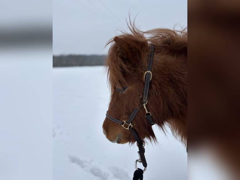 Shetland Mini Giumenta 8 Anni Sauro in Gotha