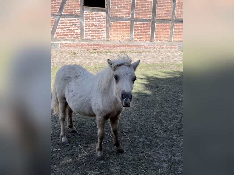 Shetland Mini Giumenta Puledri (01/2026) 75 cm Palomino in Süsel