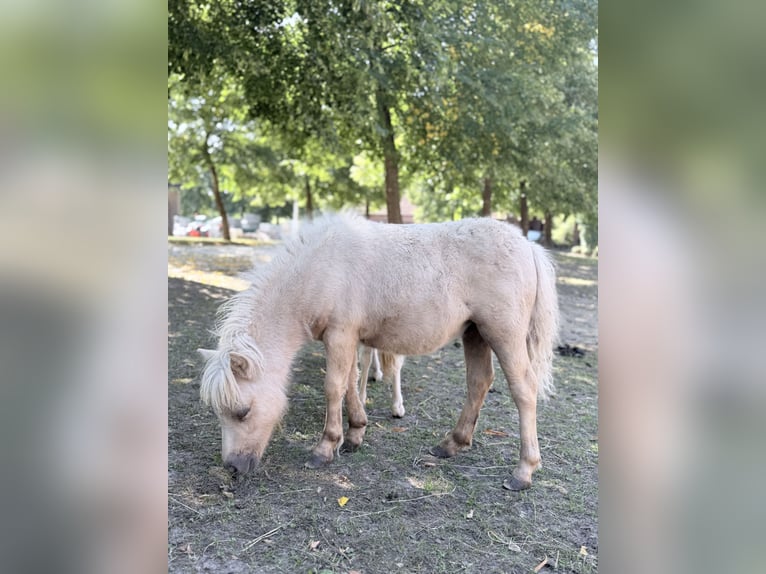 Shetland Mini Giumenta Puledri (01/2026) 75 cm Palomino in Süsel