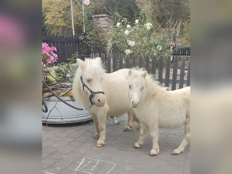 Shetland Mini Giumenta Puledri (05/2026) 80 cm Cremello in Winkel
