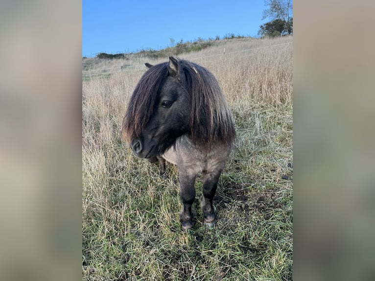 Shetland Mini Stallone 10 Anni 84 cm Roano blu in Peiting