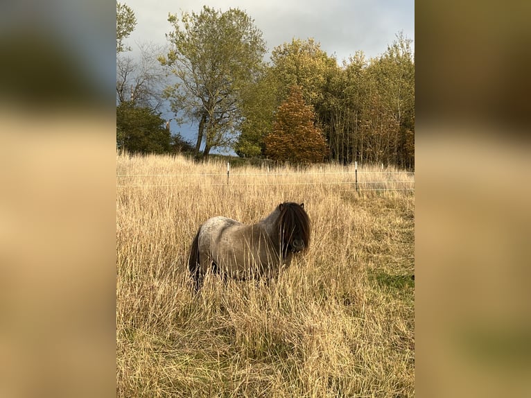 Shetland Mini Stallone 10 Anni 84 cm Roano blu in Peiting