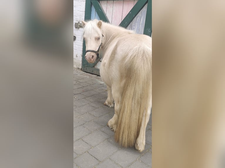 Shetland Mini Stallone 11 Anni 78 cm Cremello in Winkel