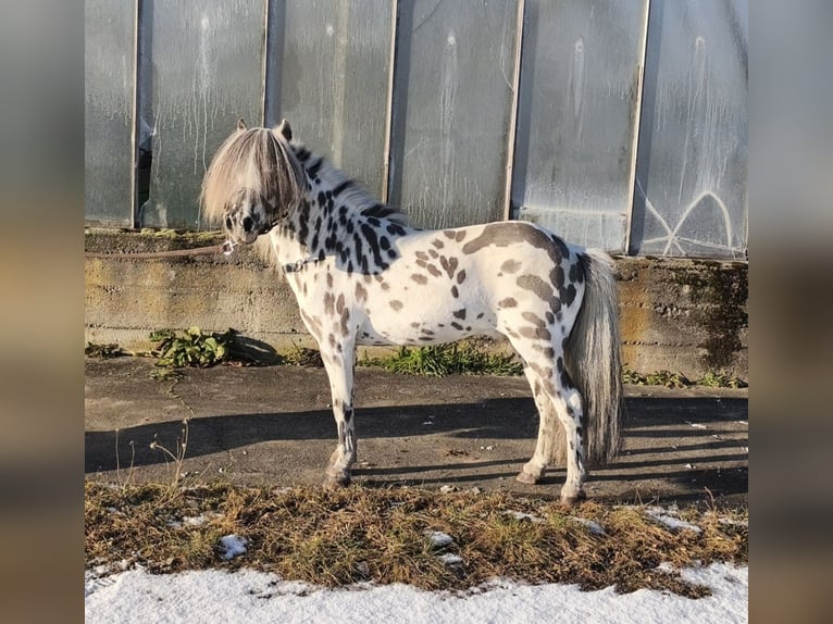 Shetland Mini Stallone 12 Anni 83 cm Leopard in Schemmerhofen