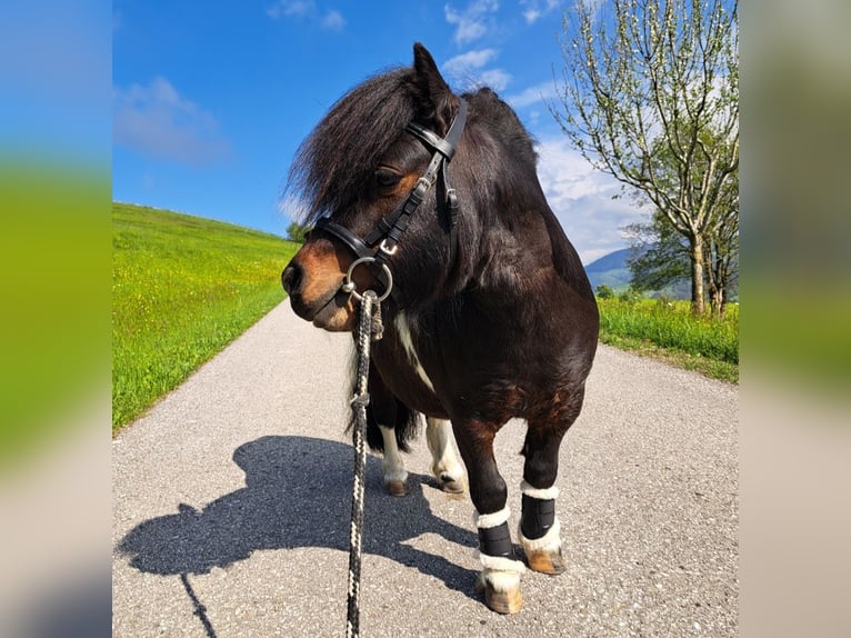 Shetland Mini Stallone 12 Anni 83 cm Pezzato in Seitenstetten