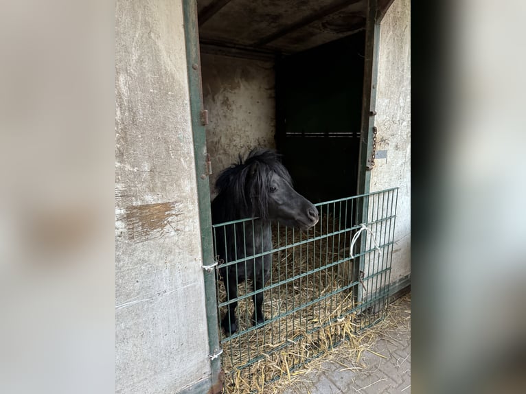 Shetland Mini Stallone 12 Anni 86 cm in Pulheim
