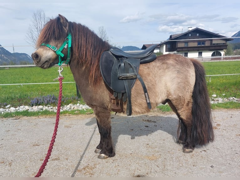 Shetland Mini Stallone 13 Anni 82 cm Pelle di daino in Kirchbichl