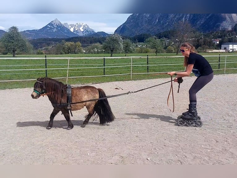 Shetland Mini Stallone 13 Anni 82 cm Pelle di daino in Kirchbichl
