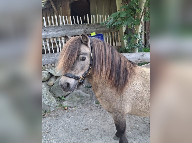 Shetland Mini Stallone 13 Anni 82 cm Pelle di daino in Kirchbichl
