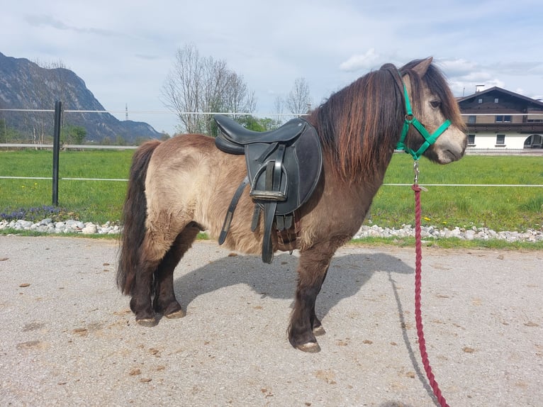 Shetland Mini Stallone 13 Anni 82 cm Pelle di daino in Kirchbichl