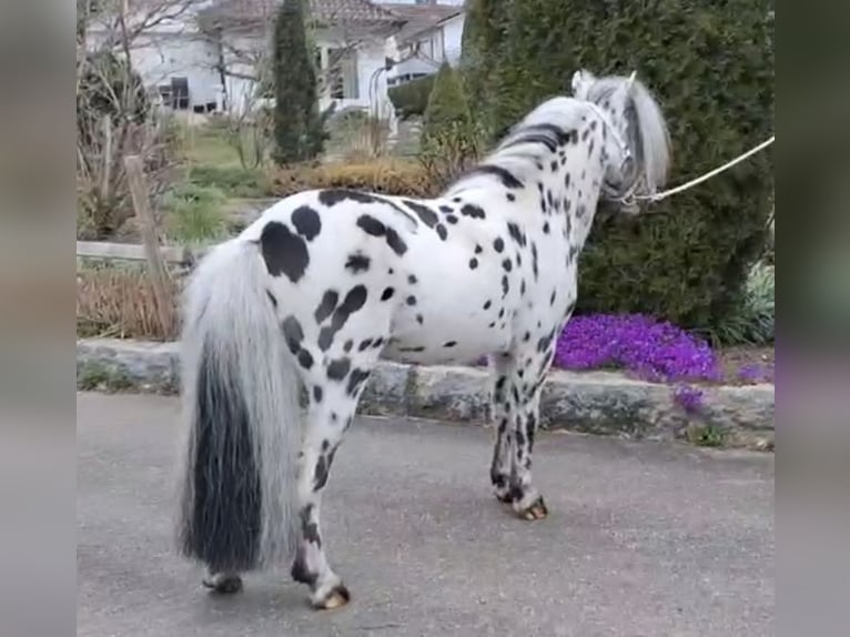 Shetland Mini Stallone 15 Anni 83 cm Leopard in Schemmerhofen