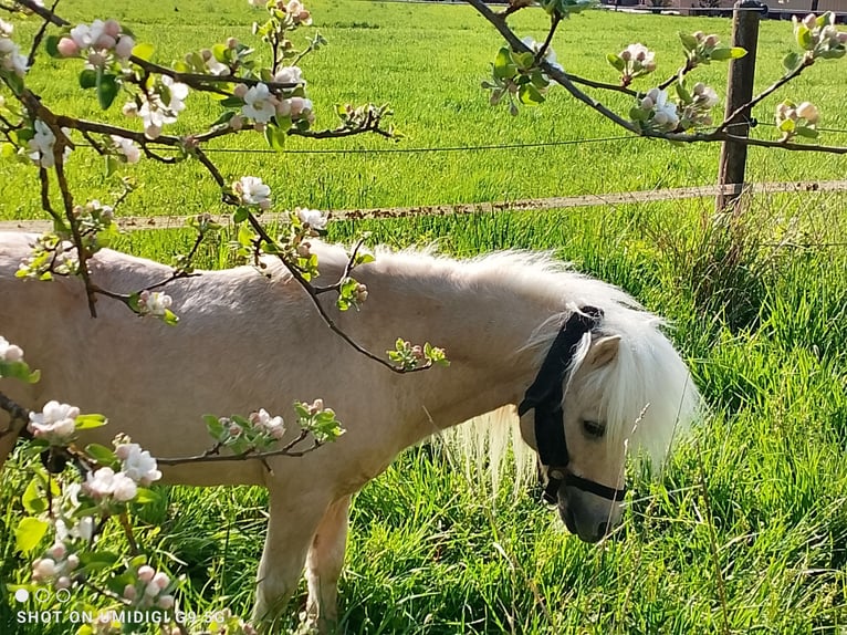 Shetland Mini Stallone 17 Anni 80 cm Palomino in Unterschneidheim