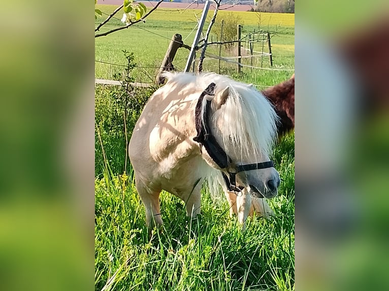 Shetland Mini Stallone 17 Anni 80 cm Palomino in Unterschneidheim