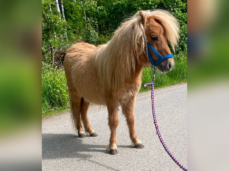 Shetland Mini Stallone 1 Anno 69 cm Red dun in Norderstedt