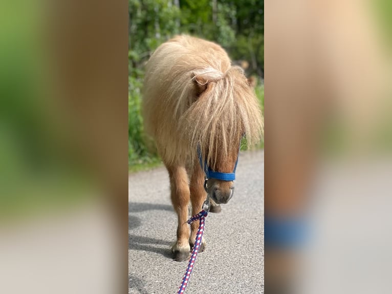 Shetland Mini Stallone 1 Anno 69 cm Red dun in Norderstedt