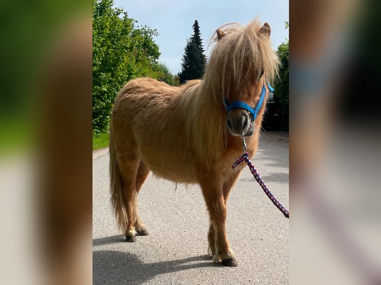 Shetland Mini Stallone 1 Anno 69 cm Red dun in Norderstedt