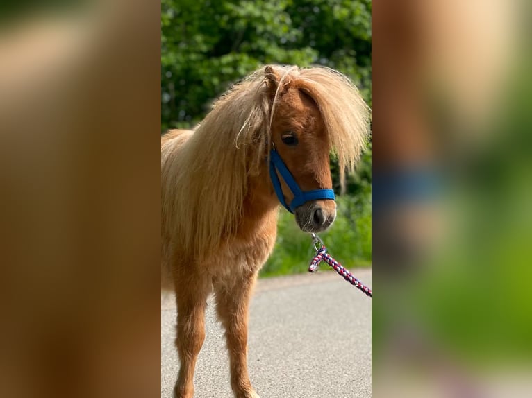 Shetland Mini Stallone 1 Anno 69 cm Red dun in Norderstedt