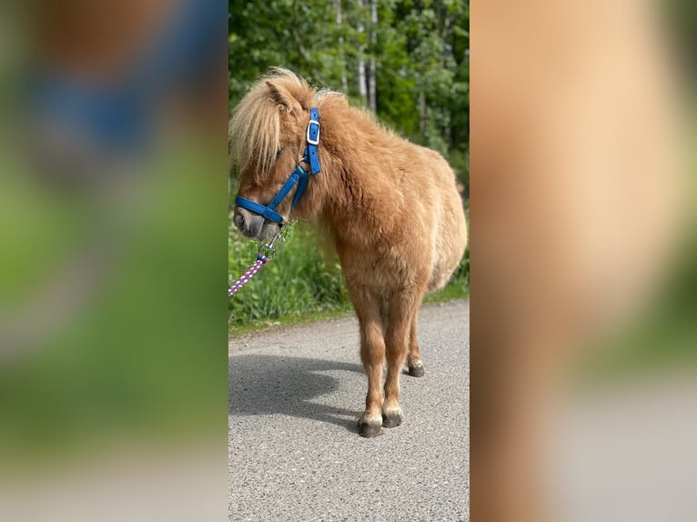 Shetland Mini Stallone 1 Anno 69 cm Red dun in Norderstedt