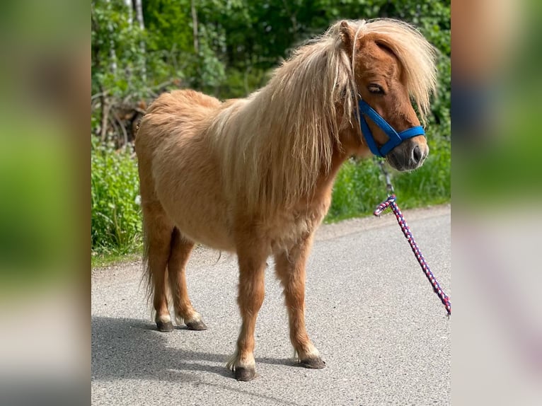 Shetland Mini Stallone 1 Anno 69 cm Red dun in Norderstedt