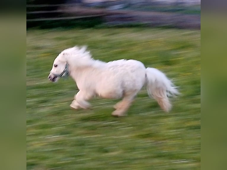 Shetland Mini Stallone 1 Anno 70 cm Palomino in Unterschneidheim