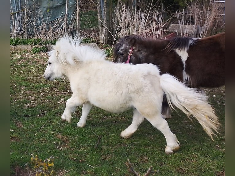 Shetland Mini Stallone 1 Anno 70 cm Palomino in Unterschneidheim