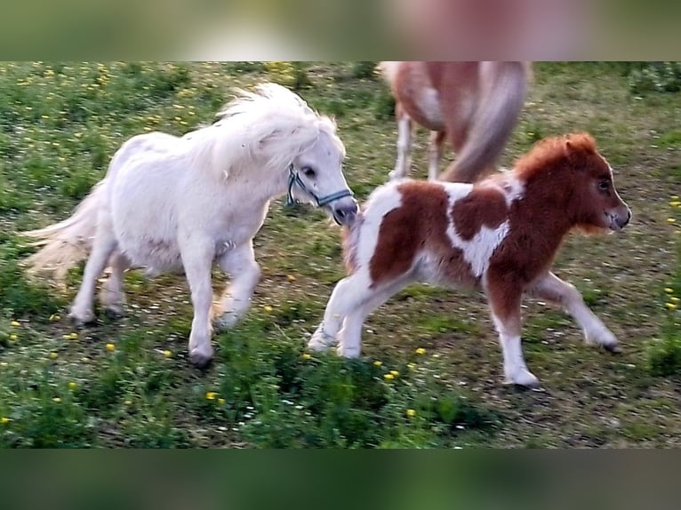 Shetland Mini Stallone 1 Anno 70 cm Palomino in Unterschneidheim
