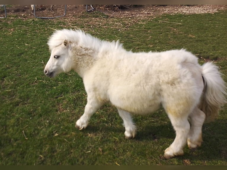 Shetland Mini Stallone 1 Anno 70 cm Palomino in Unterschneidheim