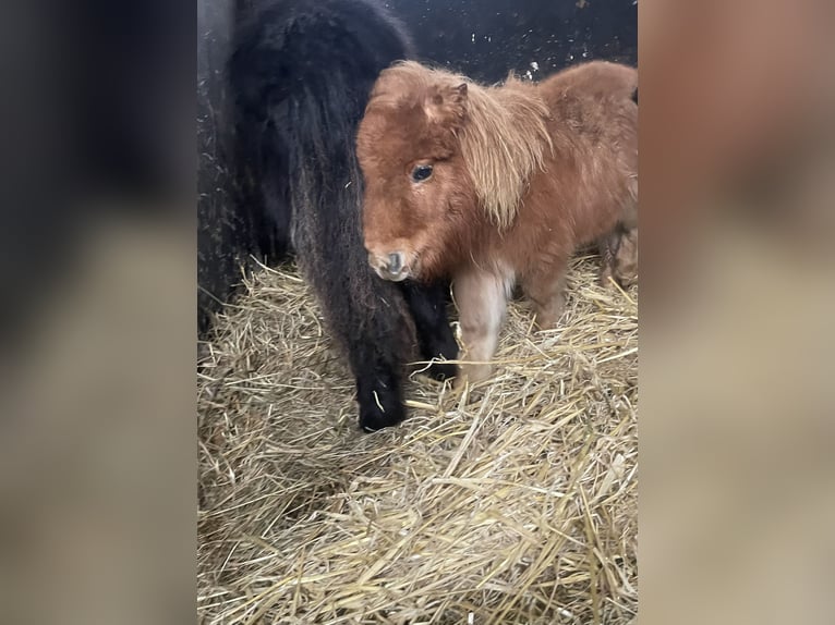 Shetland Mini Stallone 1 Anno 75 cm Sauro in Norderstedt